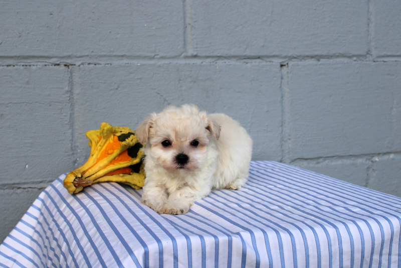 puppy, for, sale, Maltese, Matthew B. Stoltzfus, dog, breeder, Gap, PA, dog-breeder, puppy-for-sale, forsale, nearby, find, puppyfind, locator, puppylocator, aca